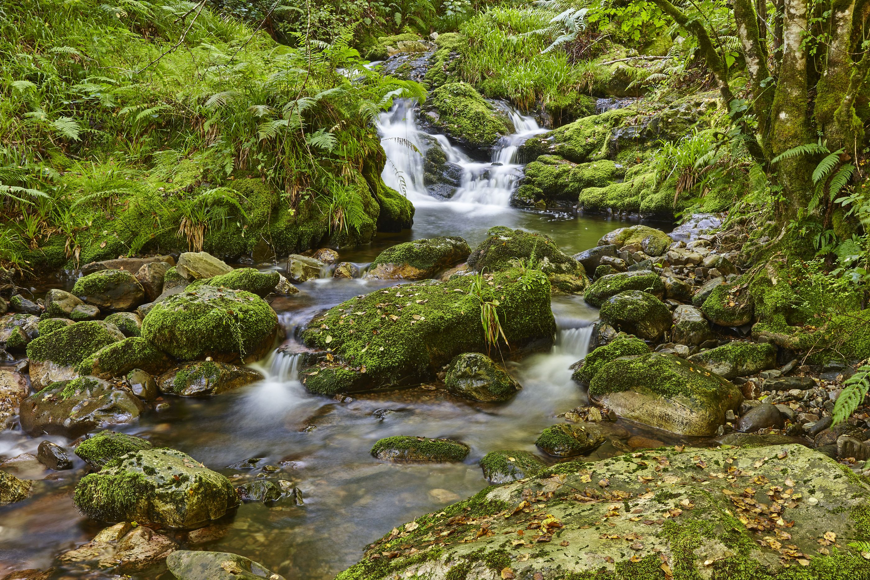 Hayedo de Montegrande (Asturias)