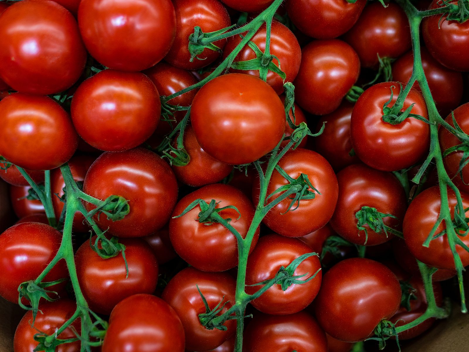 Ninguna productora de tomates cherry marroquí incumple la legislación europea sobre etiquetado