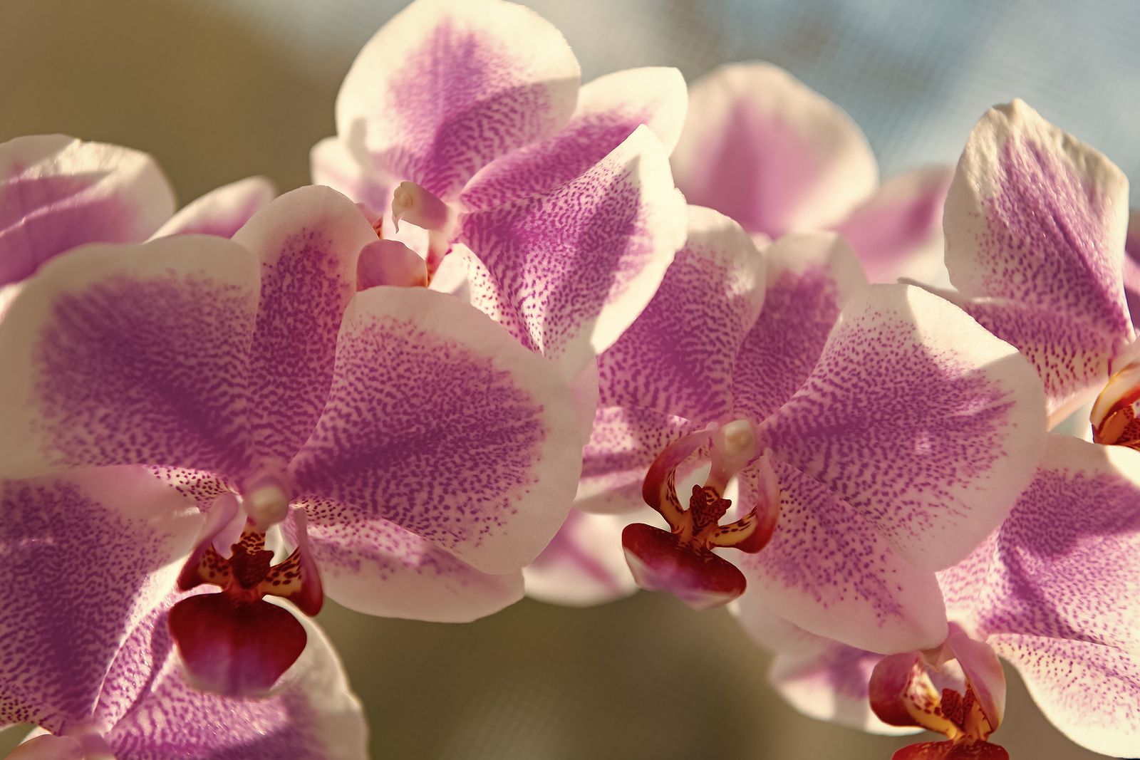 Redescubren en China una orquidea dada por extinta hace más de 100 años