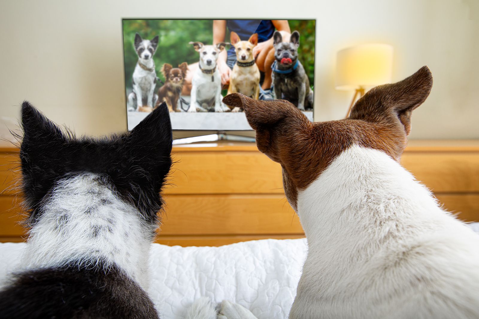 ¿A tu perro le gusta la tele? Descubre cómo influye su personalidad 