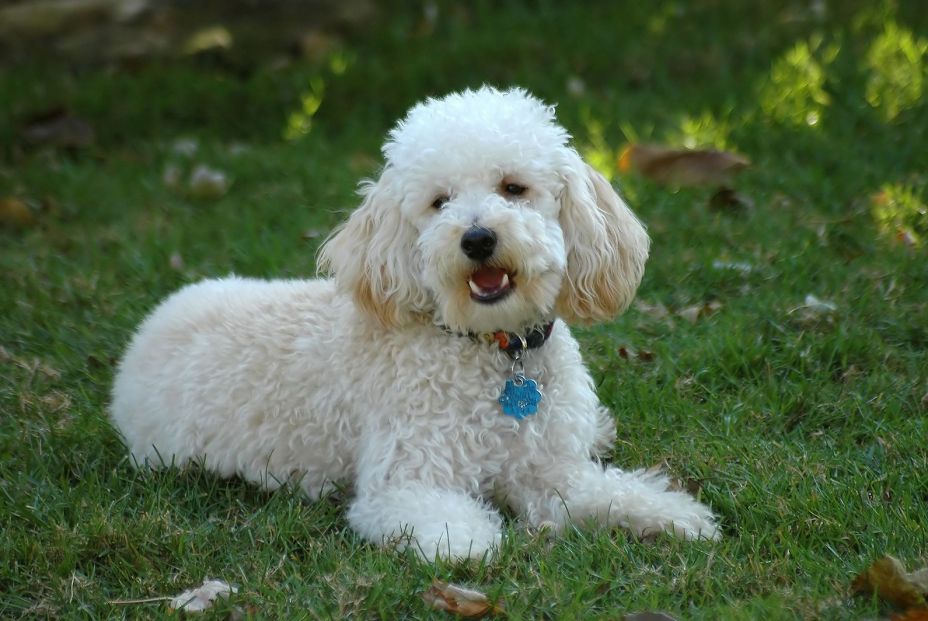 bigstock Barking Toy Poodle 290046