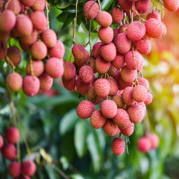 litchi