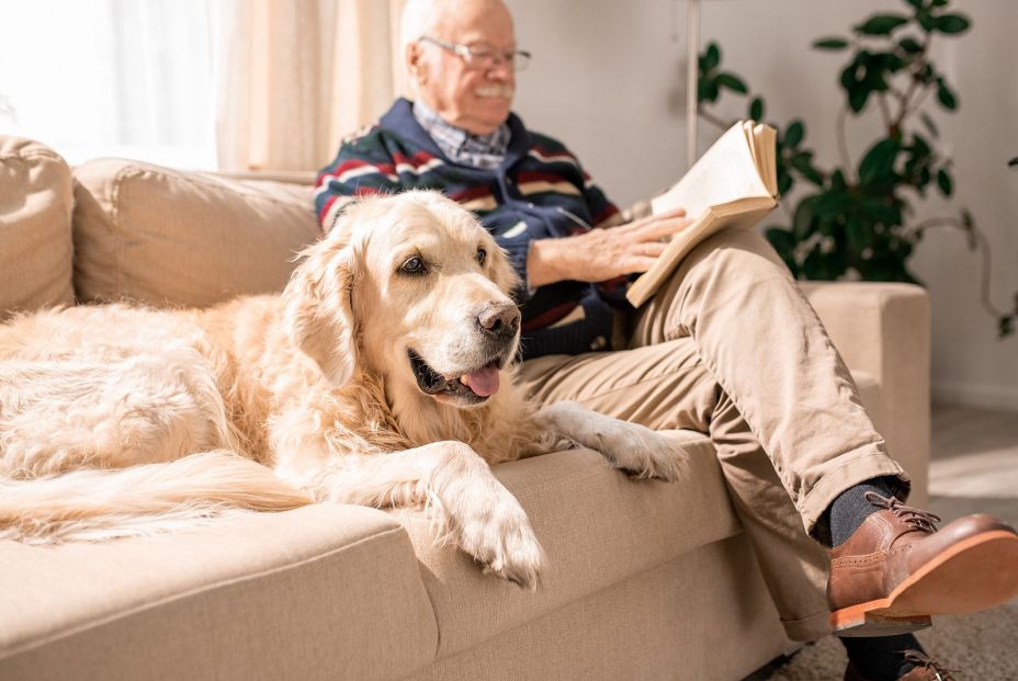 bigstock Portrait Of Adorable Golden Re 279673795