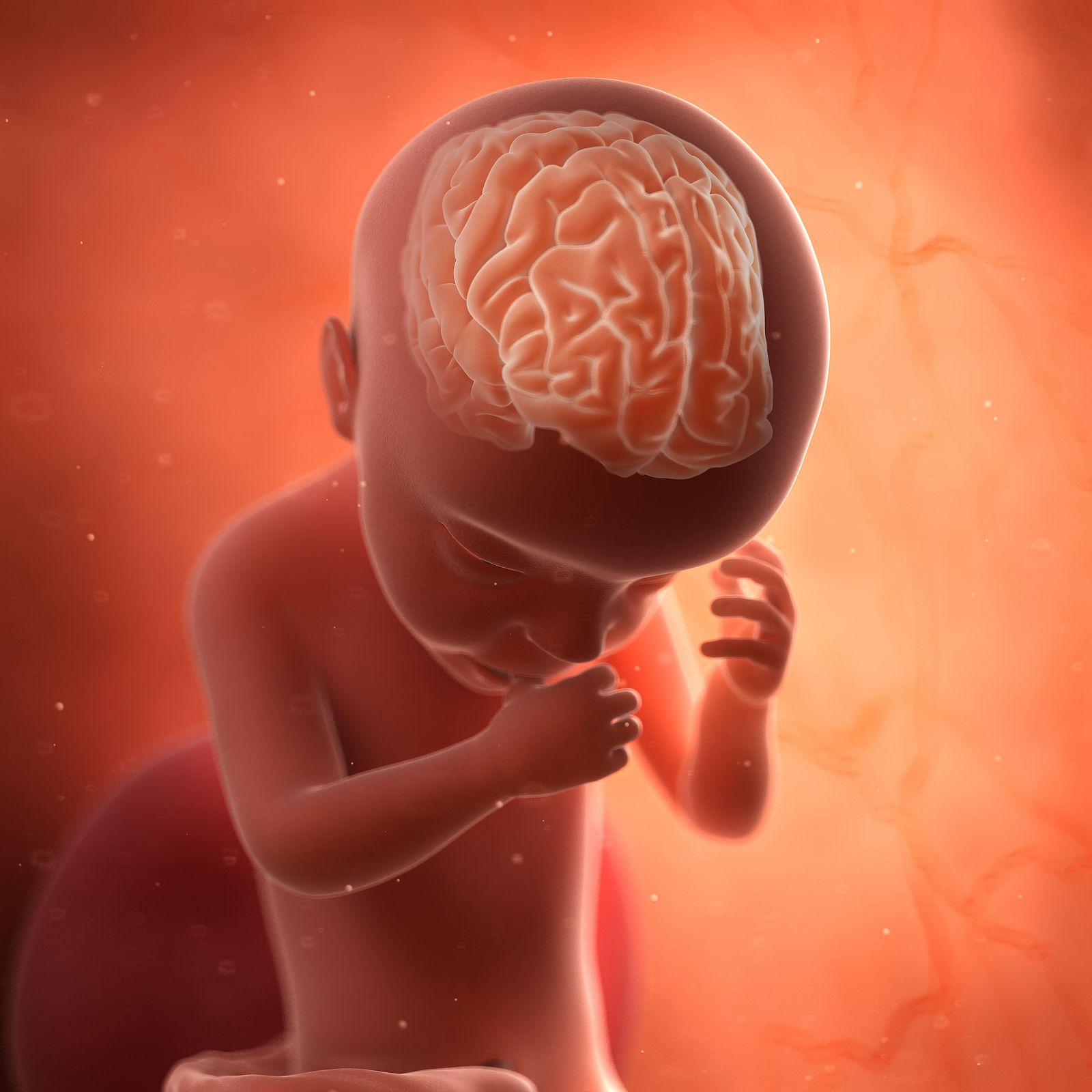 El origen de las patologías neurológicas puede estar en las primeras etapas de formación del cerebro