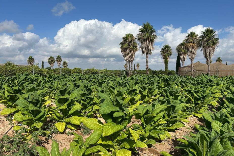 EuropaPress 6873095 estudio pionero produce tabaco nicotina compuestos farmacologicos finca EuropaPress 6873095 estudio pionero produce tabaco nicotina compuestos farmacologicos finca