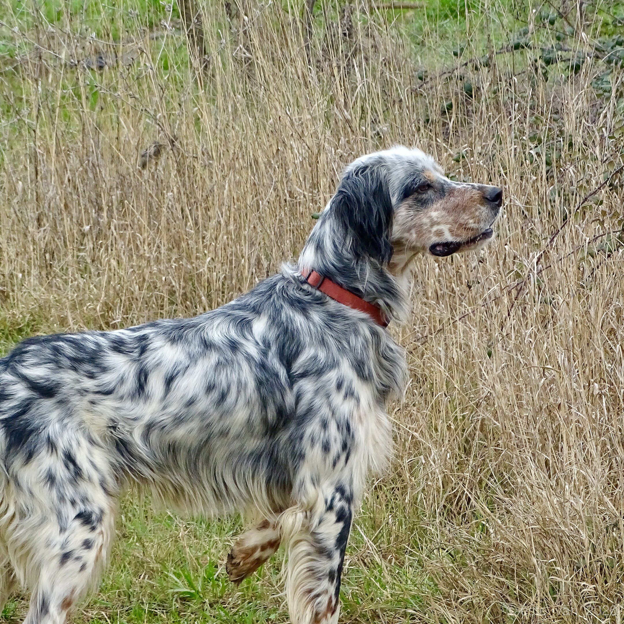 Estas son las cinco razas de perro más populares en España, según la Real Sociedad Canina