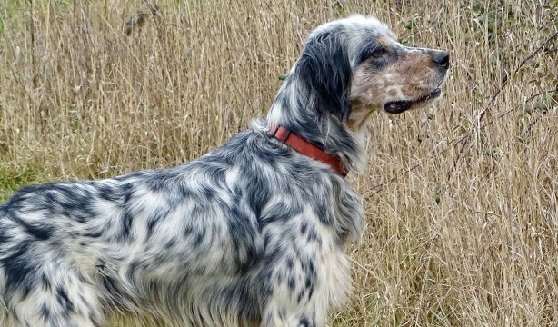 Estas son las cinco razas de perro más populares en España, según la Real Sociedad Canina