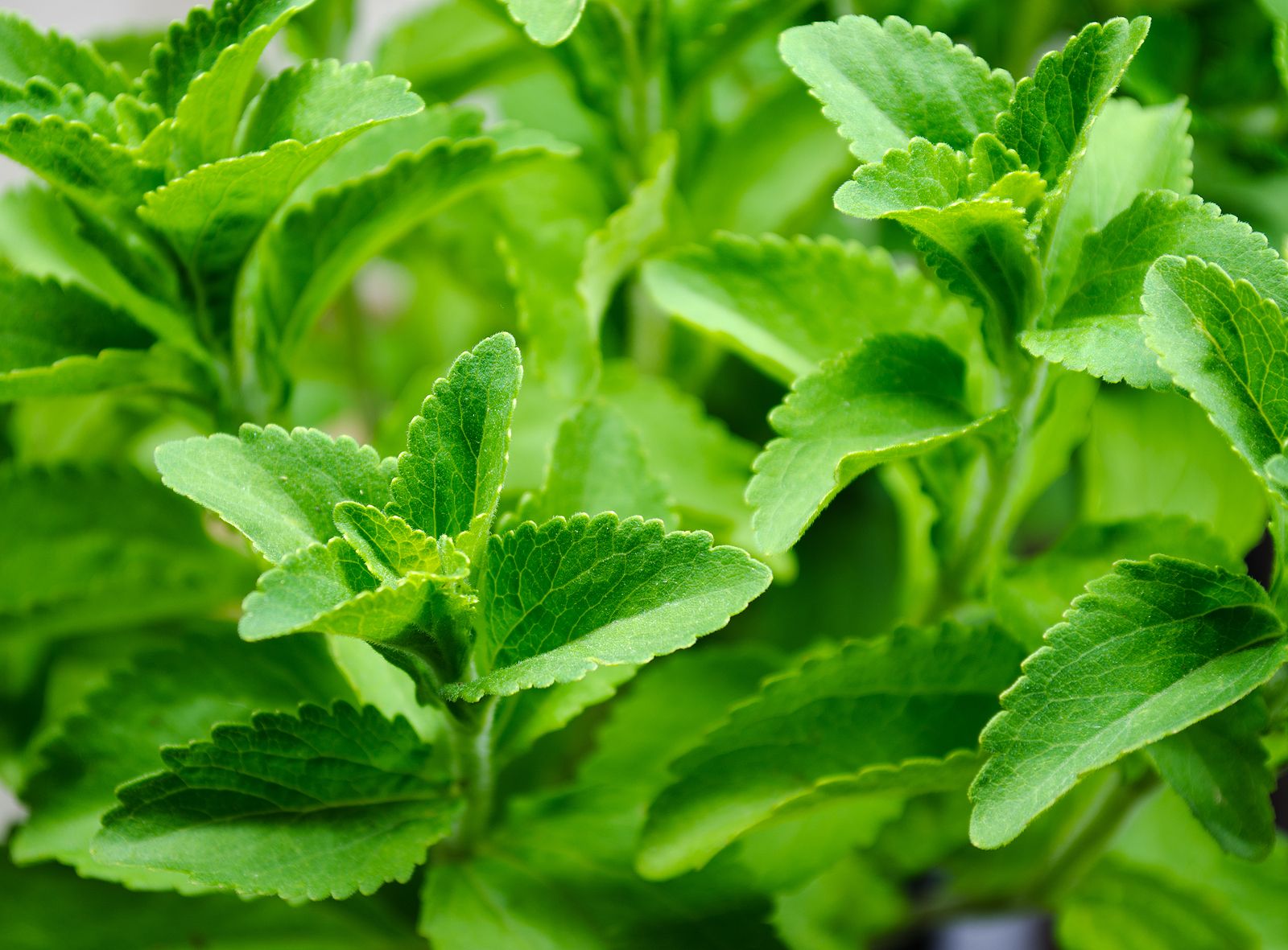 Stevia y cáncer de páncreas: este arbusto puede tener componentes antitumorales