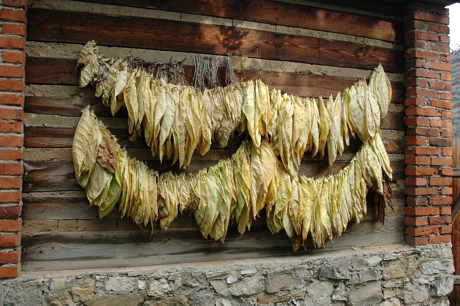 Logran modificar la planta del tabaco para que no tenga nicotina