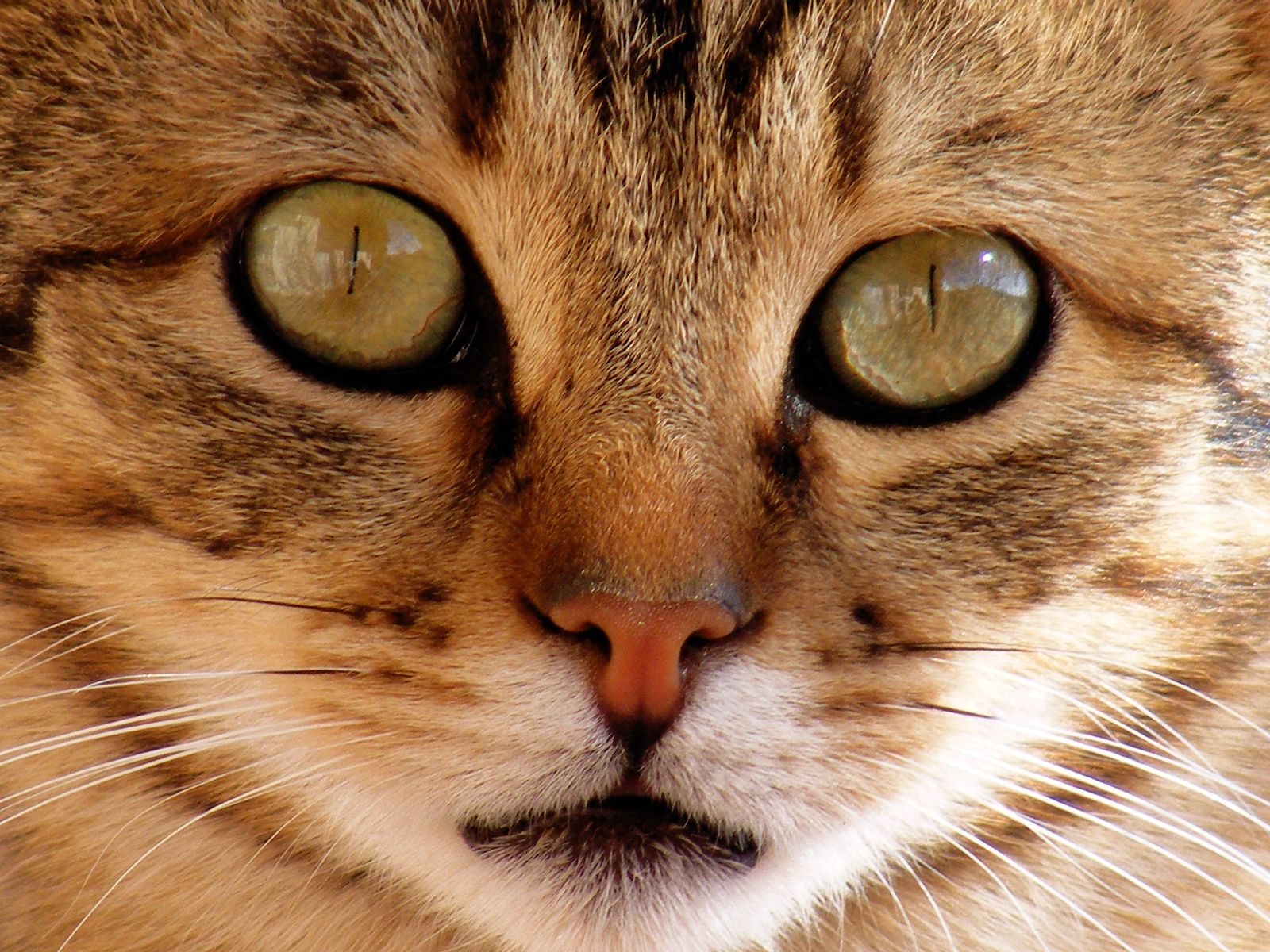 10 claves para que tu gato esté sano y feliz