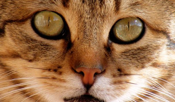 10 claves para que tu gato esté sano y feliz