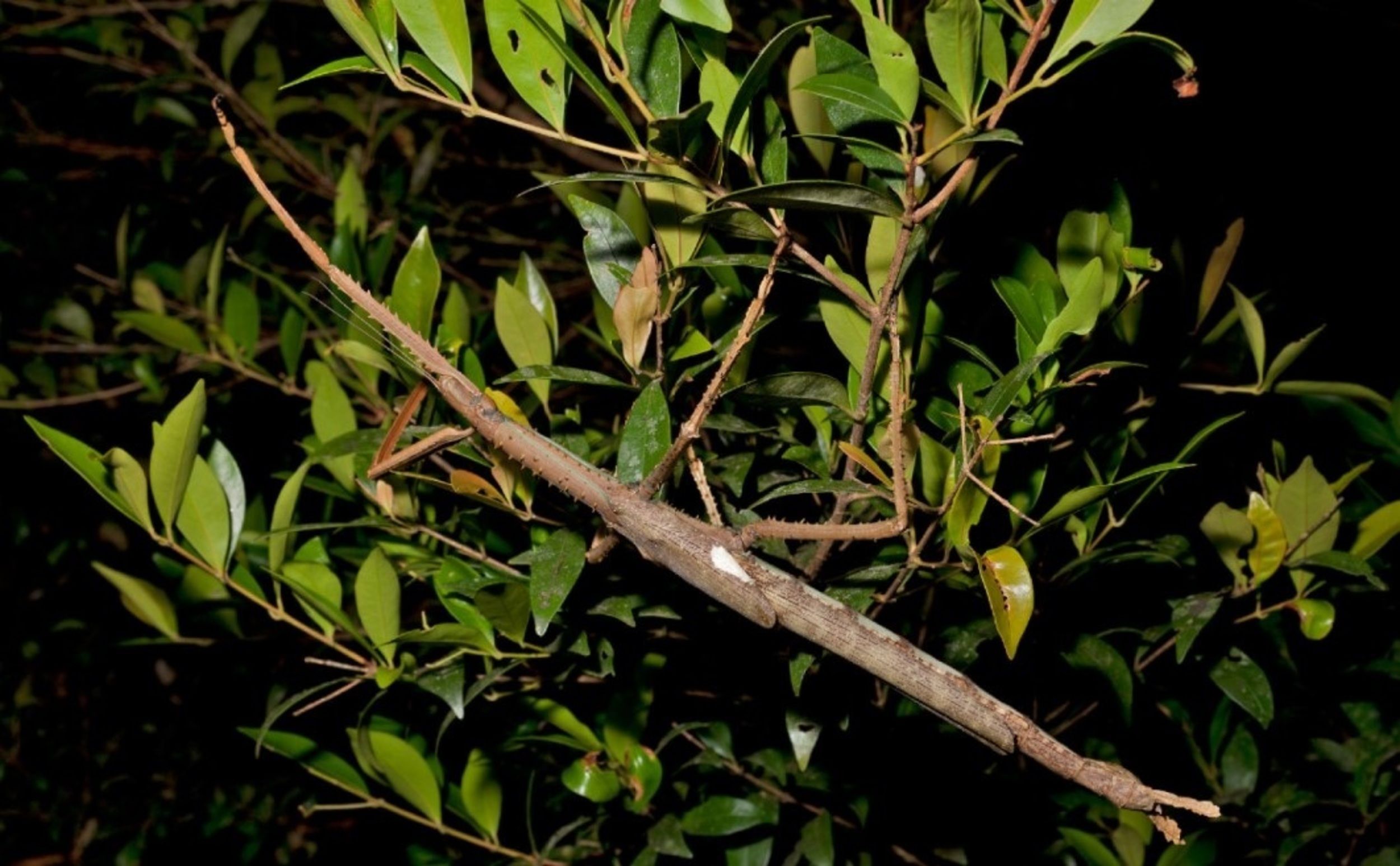 Descubren una nueva especie de insecto palo que pesa como una pelota de golf