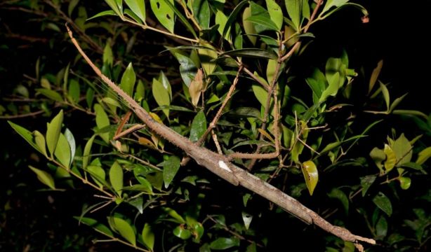 Descubren una nueva especie de insecto palo que pesa como una pelota de golf