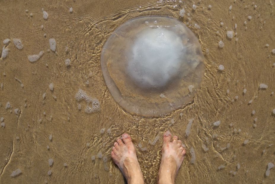 Presencia de medusas y carabelas portuguesas en playas de Asturias