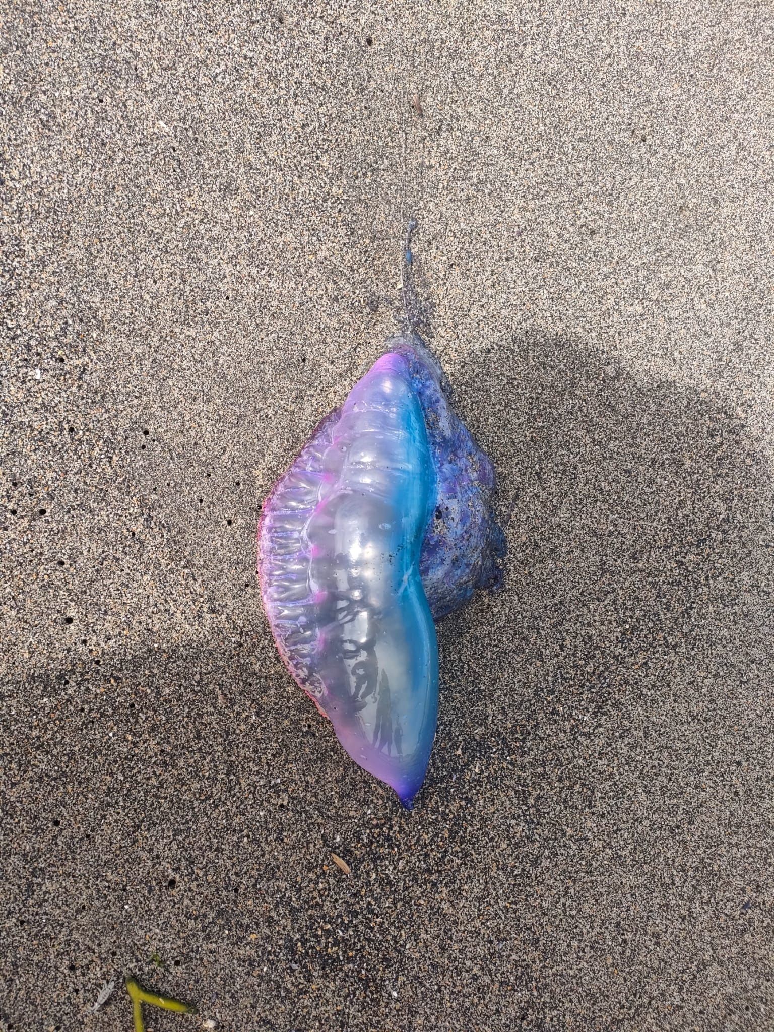 Detectan medusas y carabelas portuguesas en playas de Asturias: qué hacer y qué no si te pican