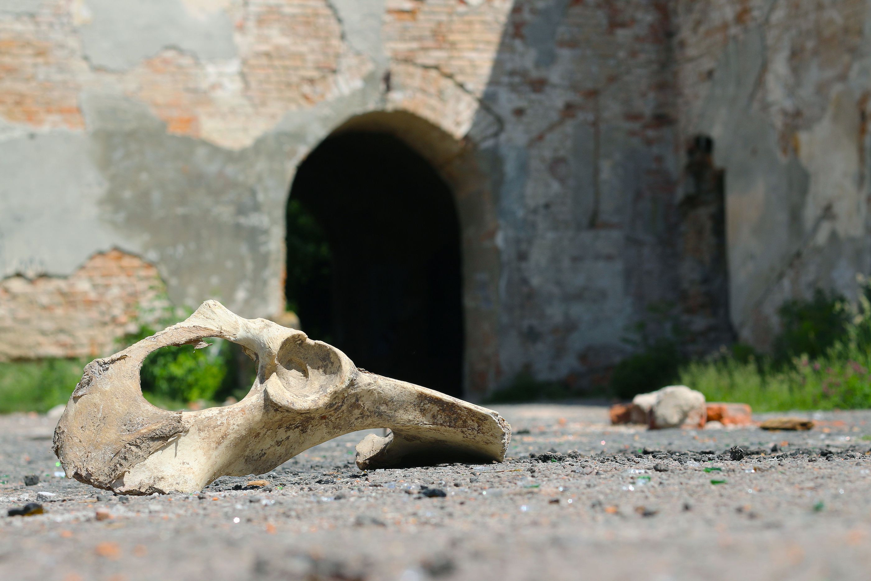 Descubren restos animales de hace 75.000 años que dan pistas sobre el impacto del cambio climático
