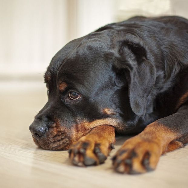 ¿Cuándo debes llevar a tu mascota a la consulta de un etólogo?