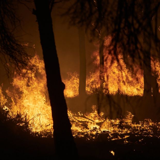 Un verano marcado por los incendios: hasta el 3 de agosto se han quemado 39.155 hectáreas Un verano marcado por los incendios: hasta el 3 de agosto se han quemado 39.155 hectáreas