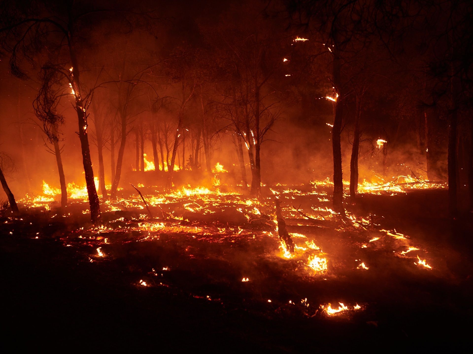 Incendios forestales: ecologistas exigen medidas "contundentes" contra las causas que los originan