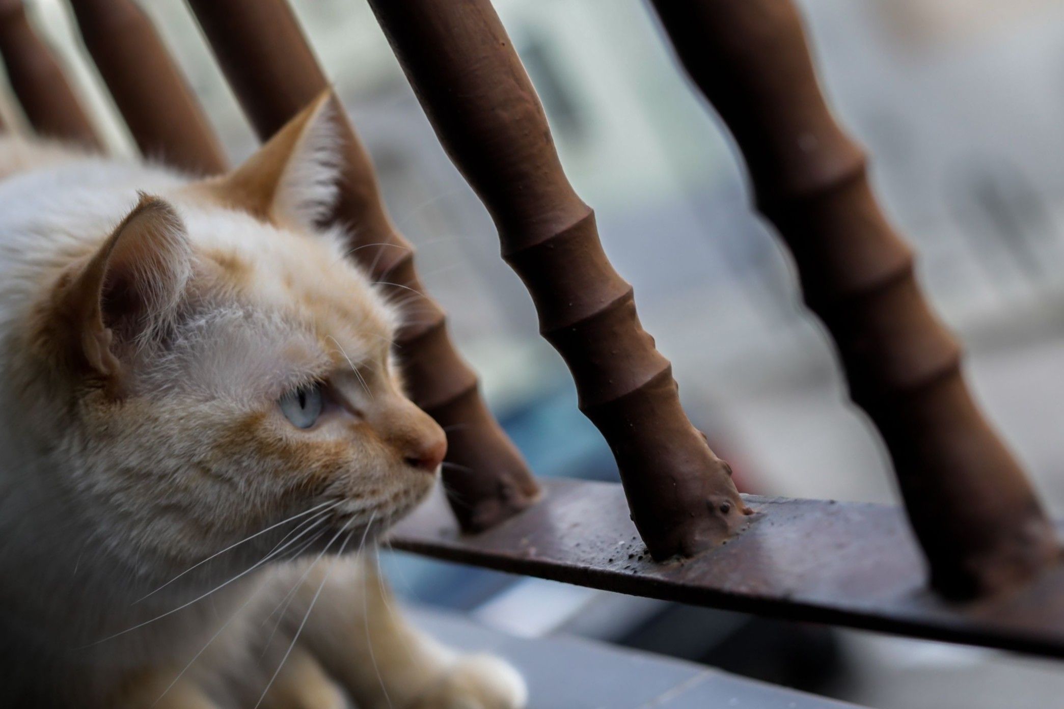 Los gatos con demencia comparten características de los humanos con alzhéimer. (EuropaPress) Los gatos con demencia comparten características de los humanos con alzhéimer. (EuropaPress)