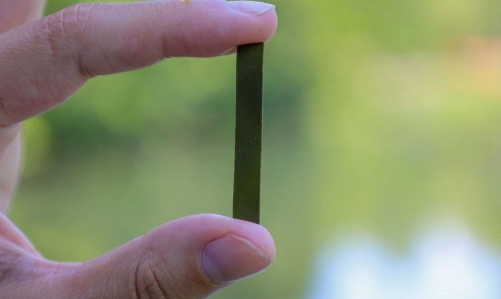 Crean plásticos reciclables a partir de las algas