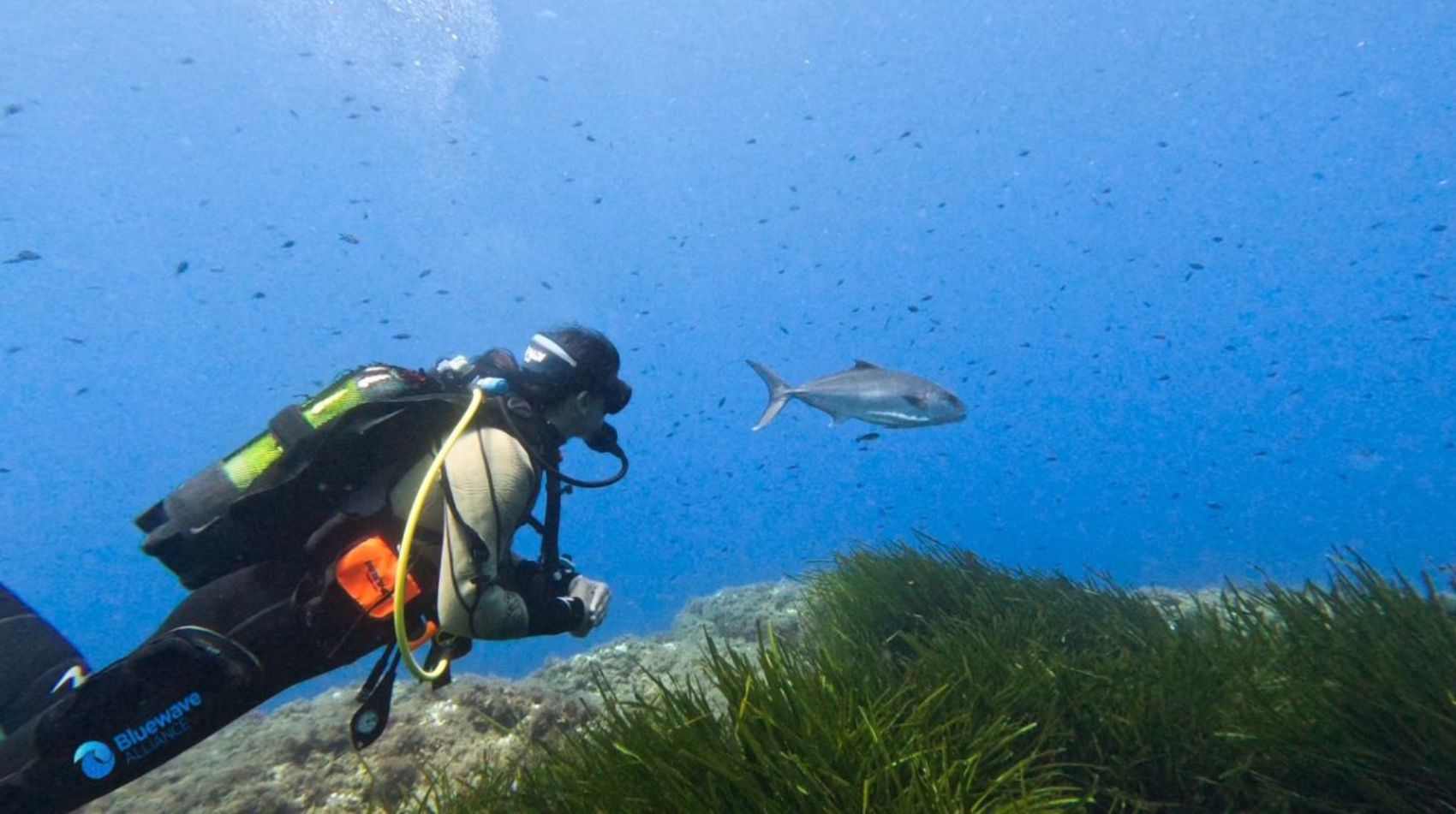 La Bluewave Alliance produce dos nuevos documentales de 'Waves of Tomorrow'