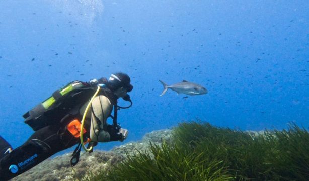 La Bluewave Alliance produce dos nuevos documentales de 'Waves of Tomorrow'
