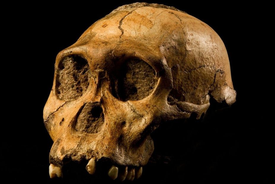 EuropaPress 1841551 confirma dos australopithecus sediba son misma especie EuropaPress 1841551 confirma dos australopithecus sediba son misma especie