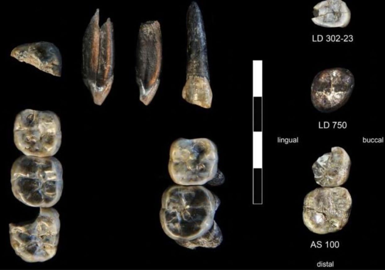 Nueva especie del ancestro humano: unos dientes hallados en Etiopía pertenecen al Homo más antiguo