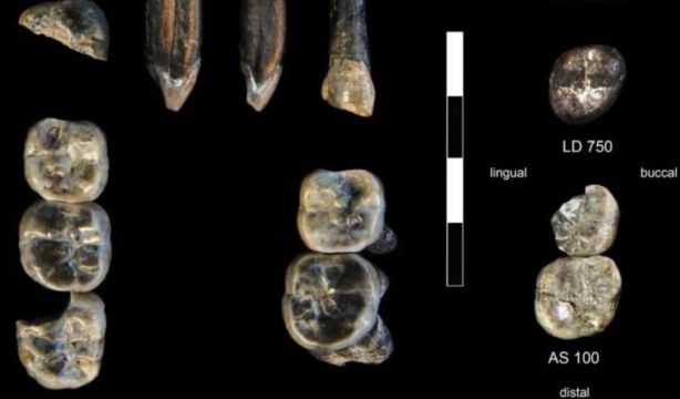 Nueva especie del ancestro humano: unos dientes hallados en Etiopía pertenecen al Homo más antiguo