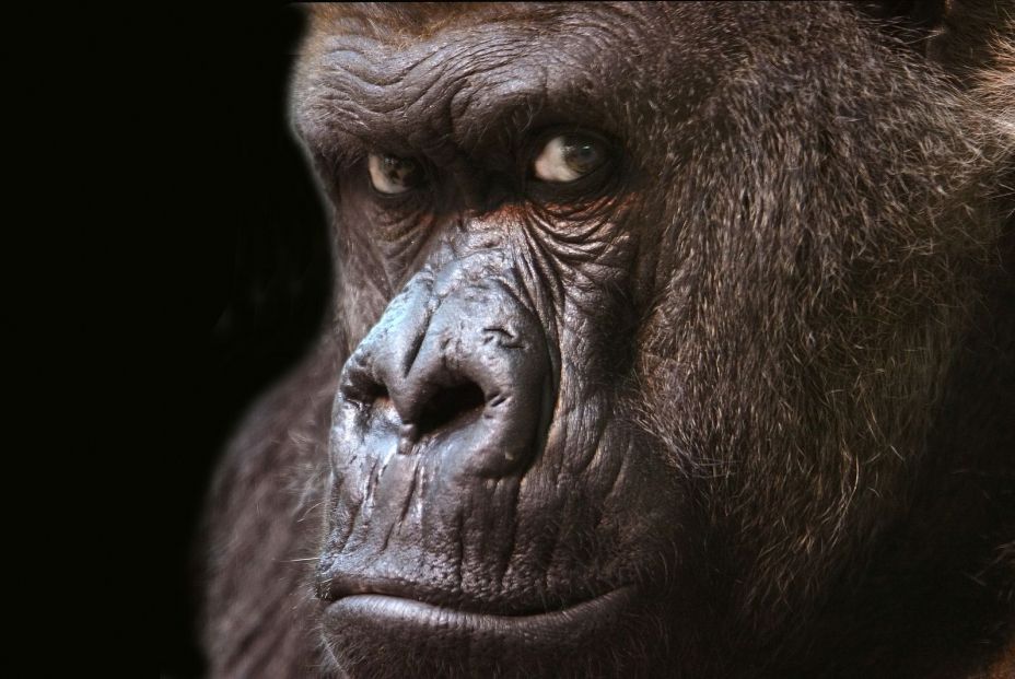 bigstock Gorilla On Black 3269365