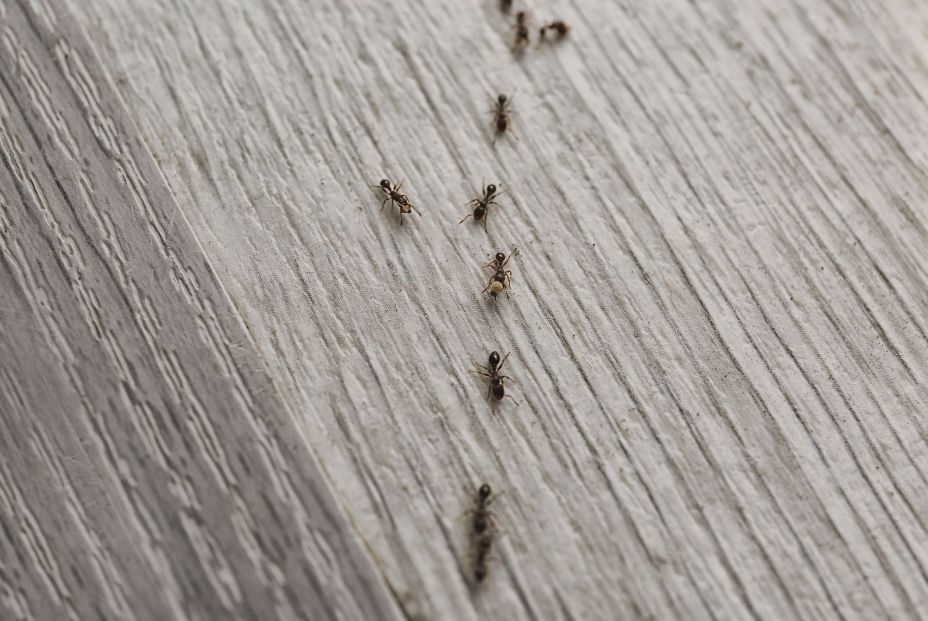 bigstock Many Black Ants On Floor At Ho 357548690