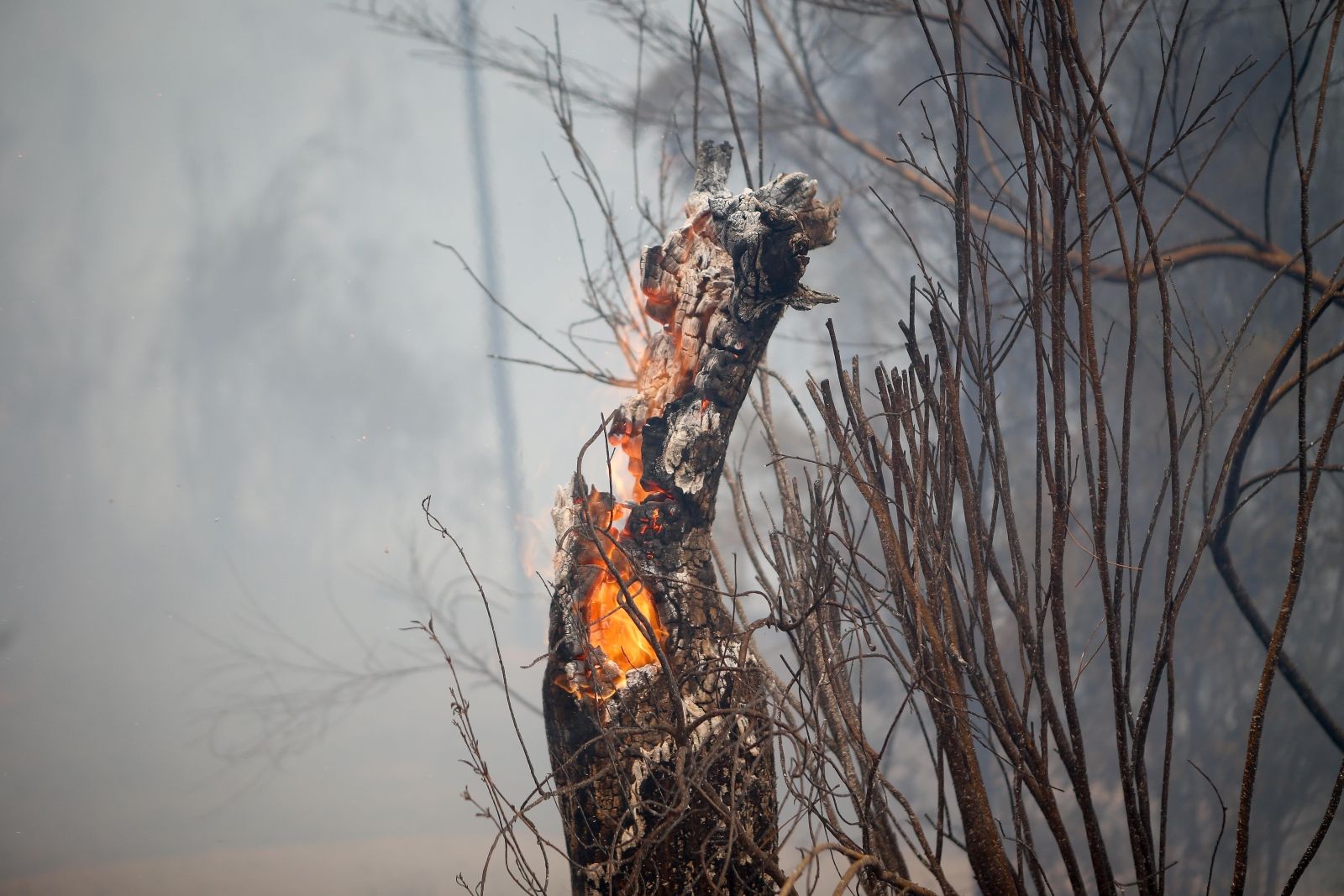 Solidaridad y denuncia de Coespe ante los incendios forestales