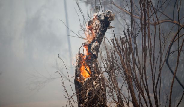 Los incendios son cada vez más frecuentes e intensos, por lo que los bosques no se recuperan