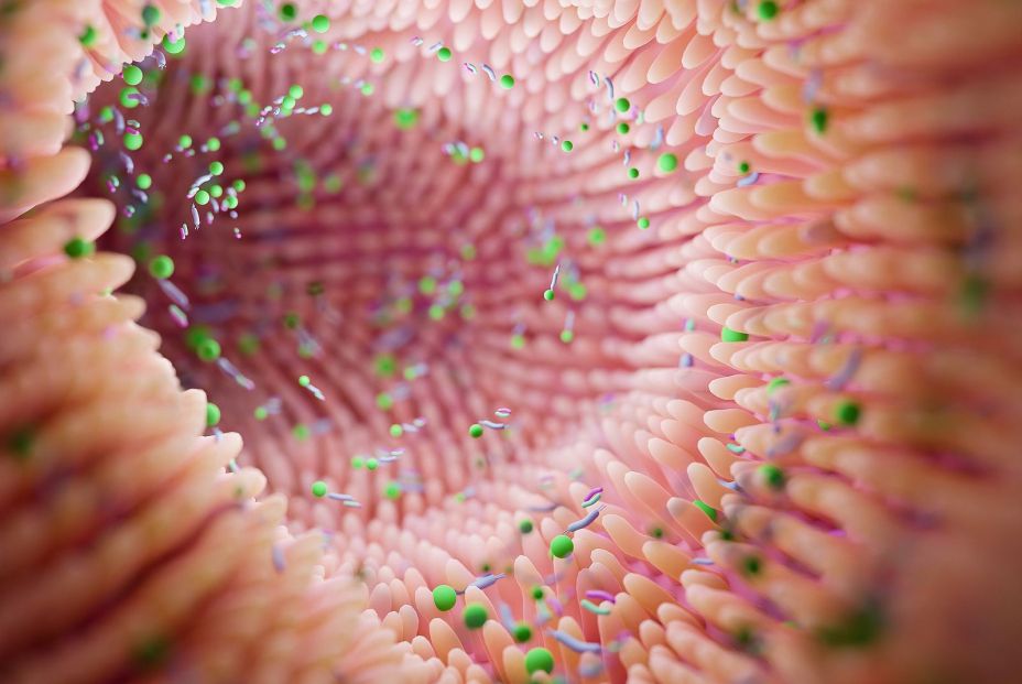 La microbiota modula el impacto positivo del ejercicio físico moderado sobre la memoria