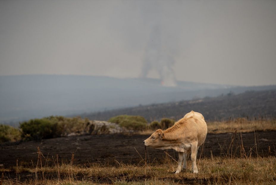 EuropaPress 6907706 vista fuego 19 agosto 2025 sanabria zamora castilla leon espana incendio EuropaPress 6907706 vista fuego 19 agosto 2025 sanabria zamora castilla leon espana incendio