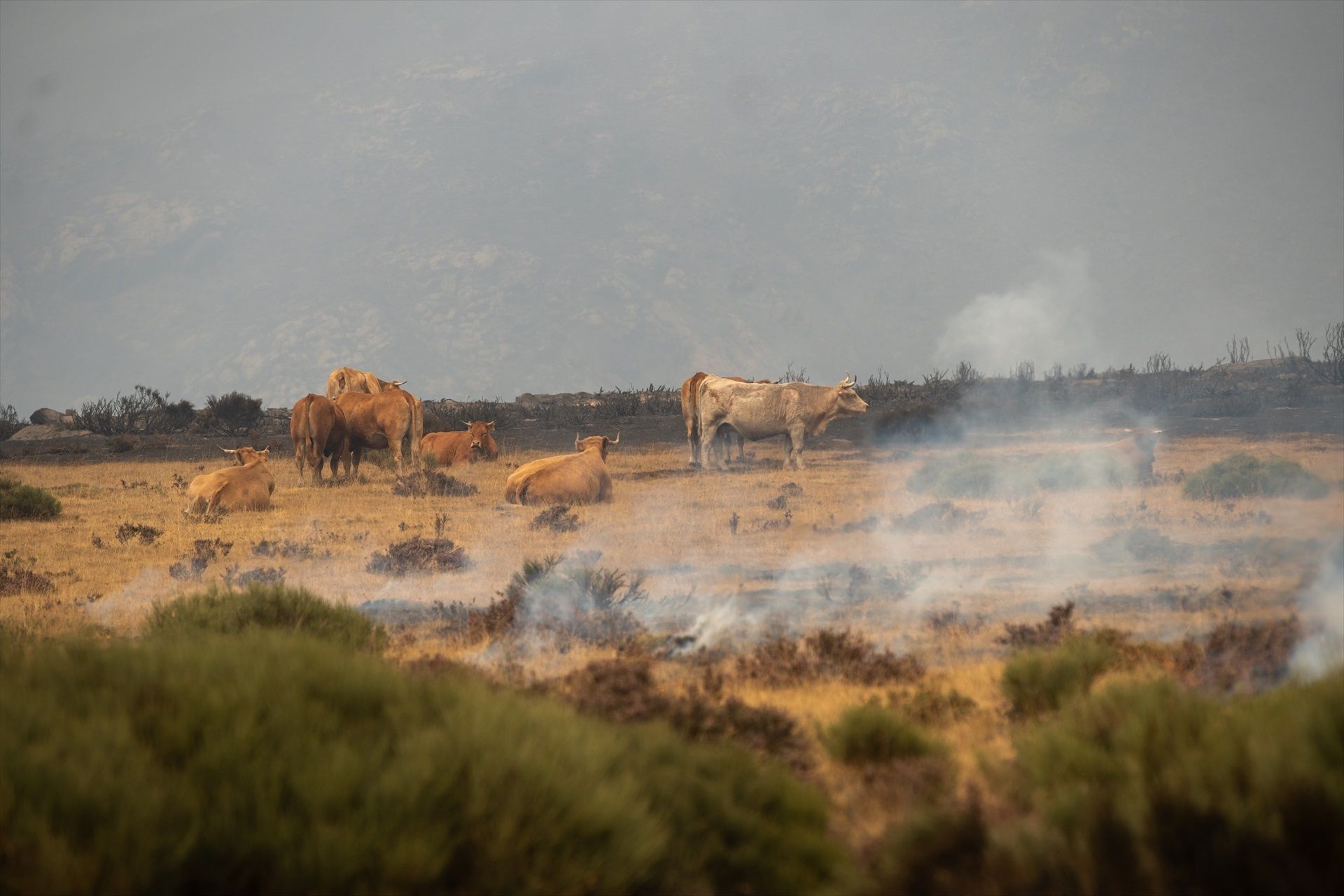 UPA pide ayudas directas para agricultores y ganaderos afectados por los incendios