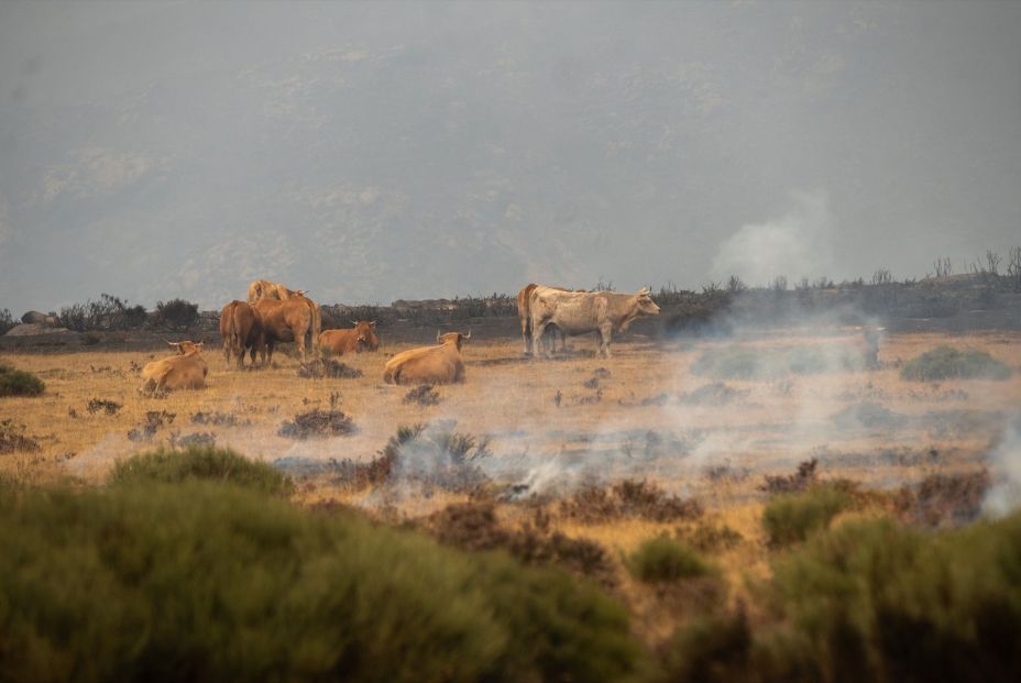 UPA pide ayudas directas para agricultores y ganaderos afectados por los incendios UPA pide ayudas directas para agricultores y ganaderos afectados por los incendios