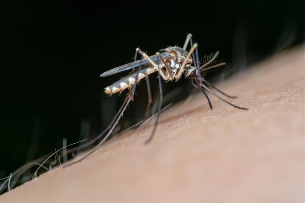 La UE avisa de que las enfermedades transmitidas por mosquitos serán la "nueva normalidad"