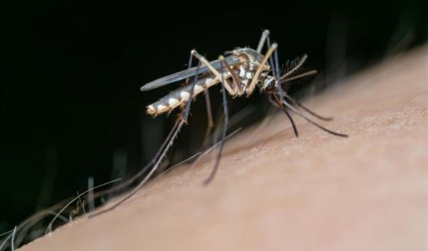 Investigan el uso de peces para prevenir enfermedades transmitidas por mosquitos