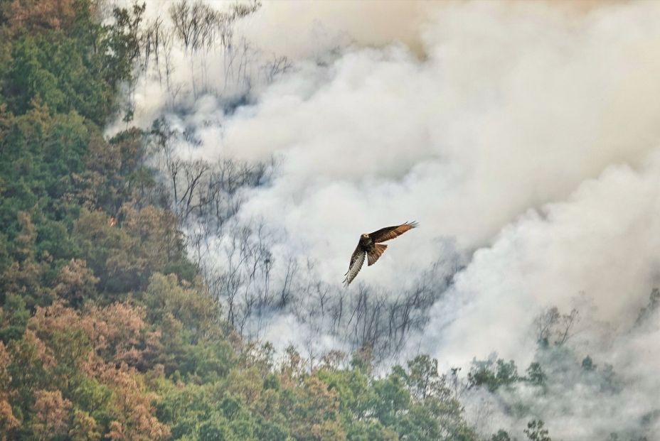 EuropaPress 6910426 ave rapaz huye fuego dagana asturias 21 agosto 2025 anllarinos sil leon EuropaPress 6910426 ave rapaz huye fuego dagana asturias 21 agosto 2025 anllarinos sil leon