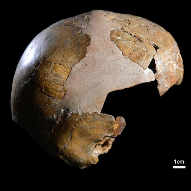 Hallan la evidencia más antigua del cruce entre neandertales y sapiens Hallan la evidencia más antigua del cruce entre neandertales y sapiens