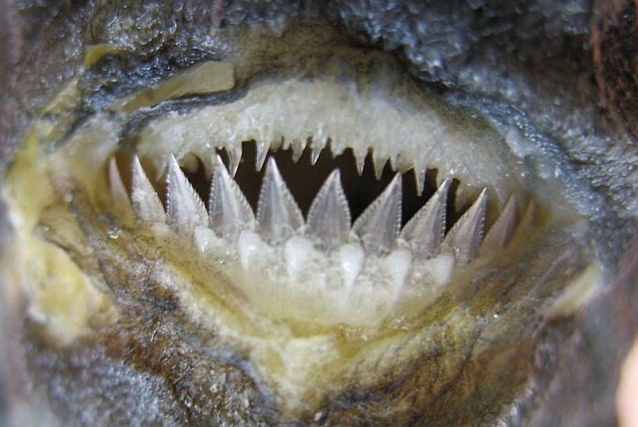 EuropaPress 5216201 fauces dalatias licha tiburon kitefin dientes inferiores tiburon forman EuropaPress 5216201 fauces dalatias licha tiburon kitefin dientes inferiores tiburon forman