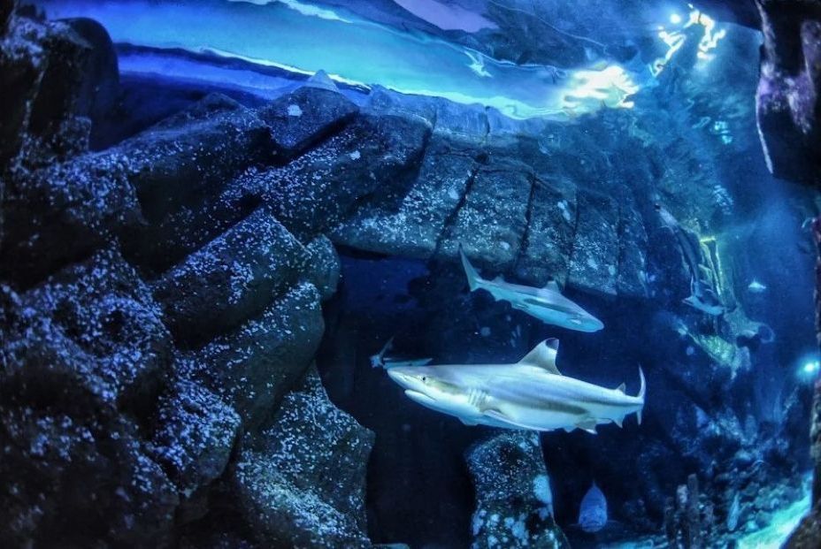 EuropaPress 6917771 tiburon arrecife puntas negras sealife oberhausen donde recolectaron EuropaPress 6917771 tiburon arrecife puntas negras sealife oberhausen donde recolectaron