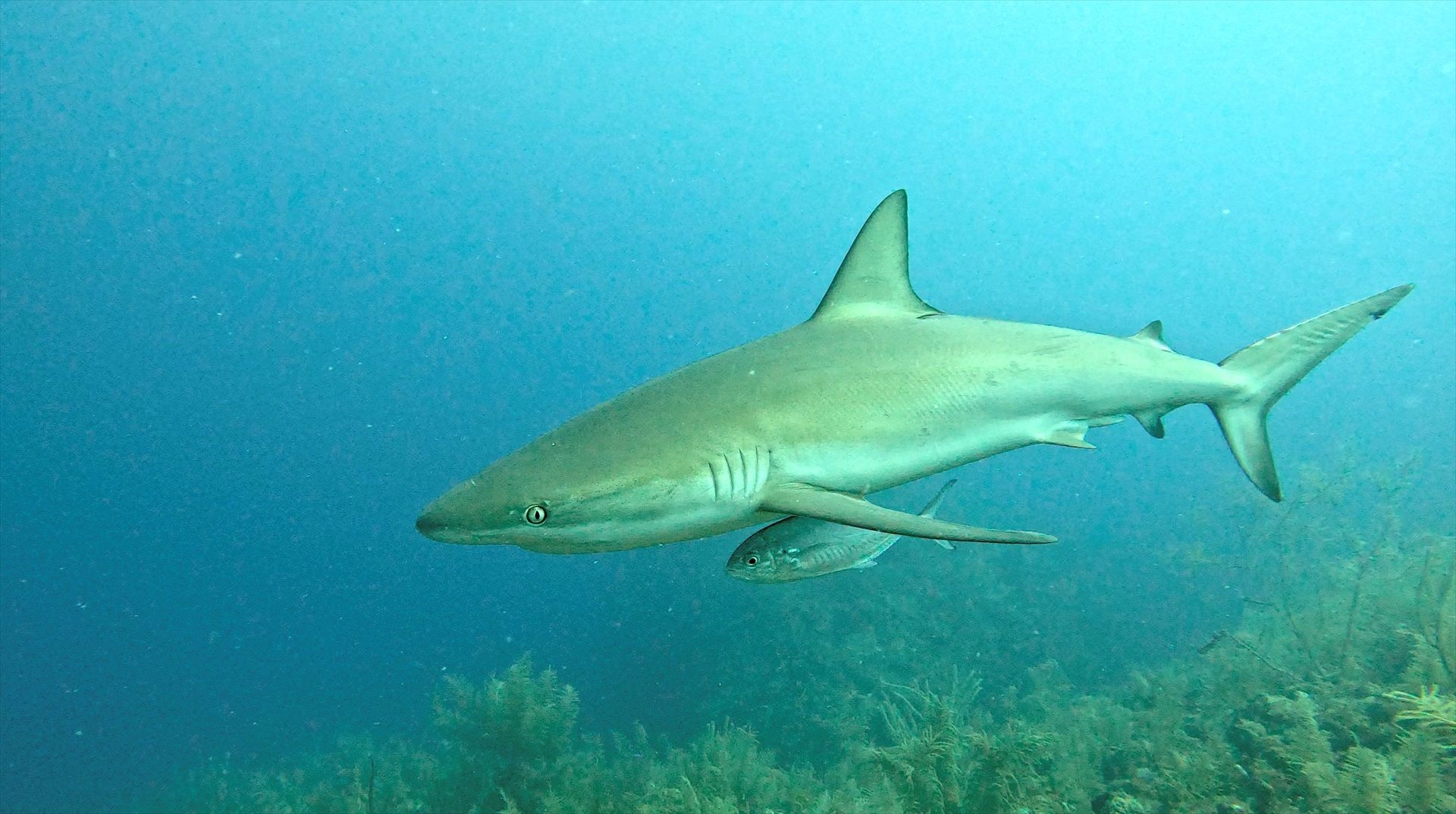 El calentamiento global puede dejar a los tiburones sin dientes