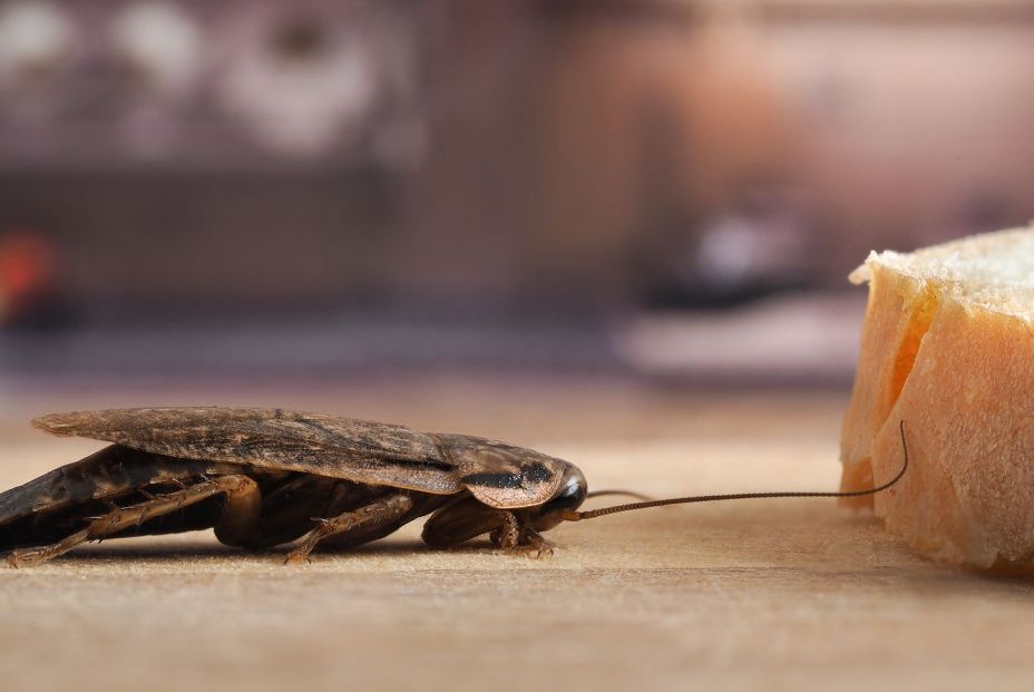 bigstock How to get rid of cockroaches 106136879 bigstock How to get rid of cockroaches 106136879