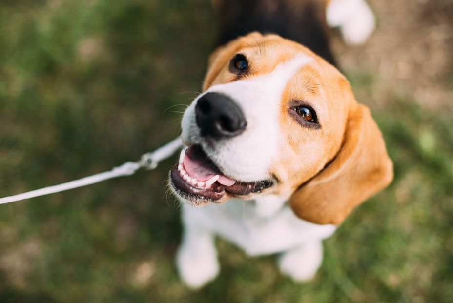 bigstock Beautiful Tricolor Puppy Of En 229757050 bigstock Beautiful Tricolor Puppy Of En 229757050