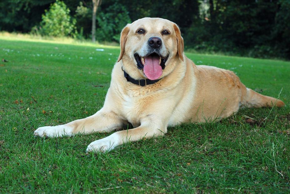bigstock Golden Labrador 845877 bigstock Golden Labrador 845877