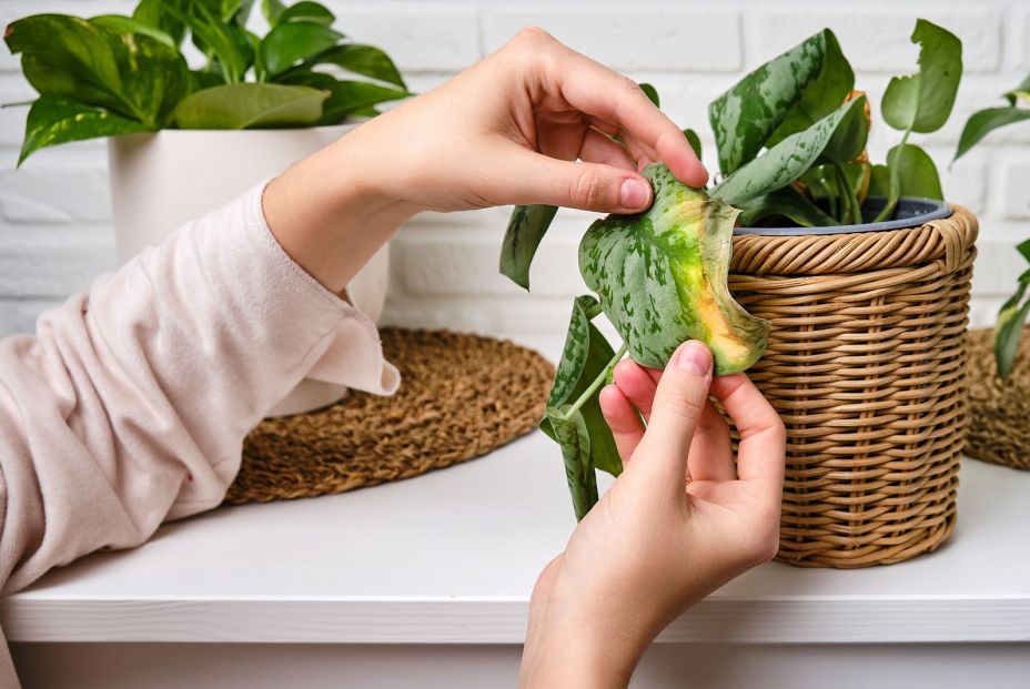 ¿Qué hacer si tus plantas se ponen marrones, negras o amarillas tras las vacaciones? ¿Qué hacer si tus plantas se ponen marrones, negras o amarillas tras las vacaciones?