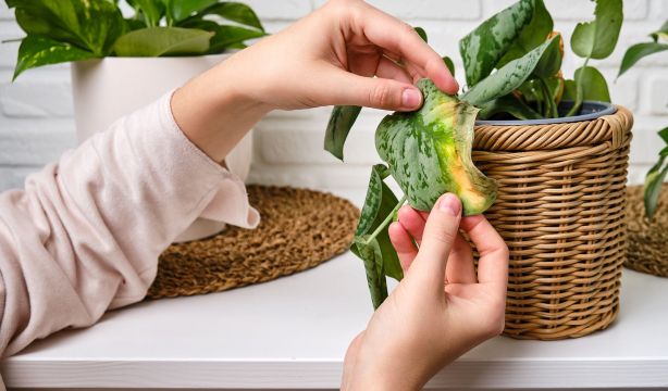 ¿Conoces el truco del clavo para que tus plantas crezcan mejor en primavera?